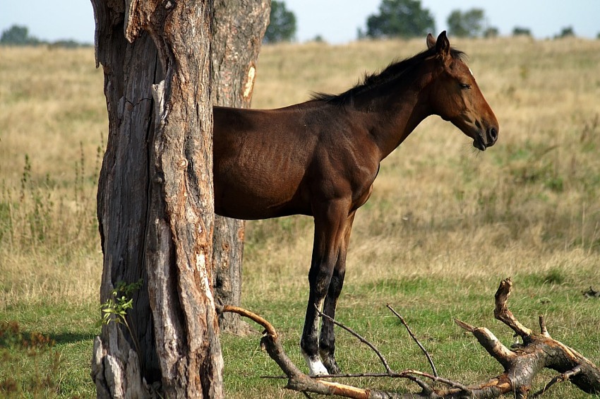 Konik z drzewa