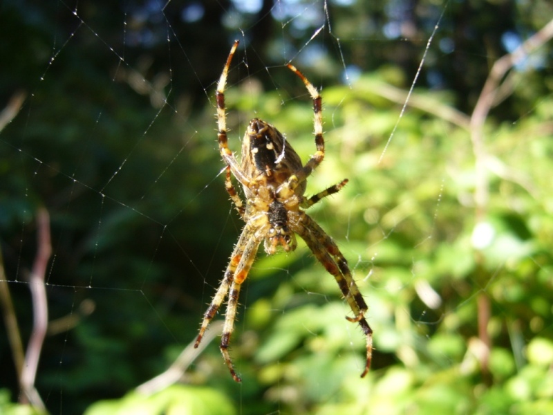 Natura na Helu