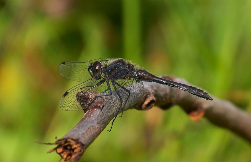 Szablak szkocki  (Sympetrum danae)