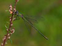 Pałątka zielona (Lestes viridis)