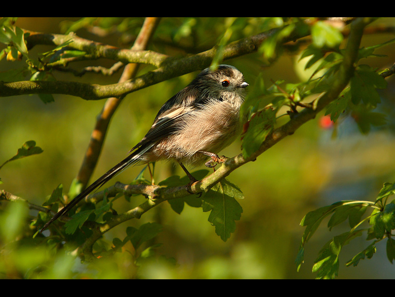 Long-tailed Tit