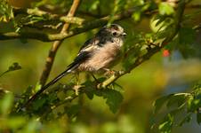 Long-tailed Tit