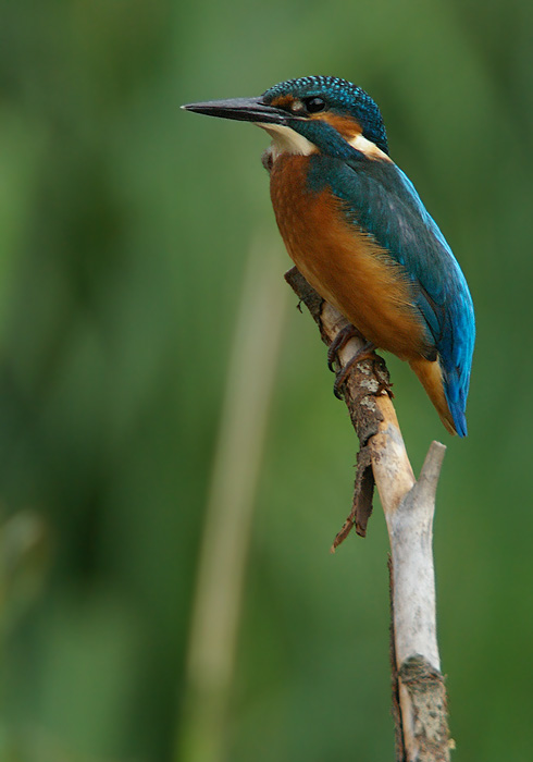 KingFisher3