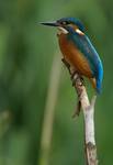 KingFisher3