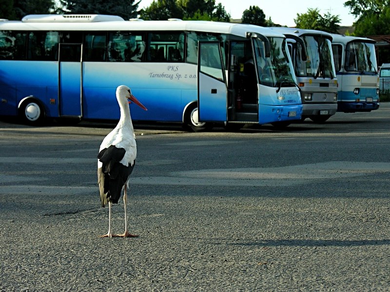 Który z nich jedzie do Afryki?...