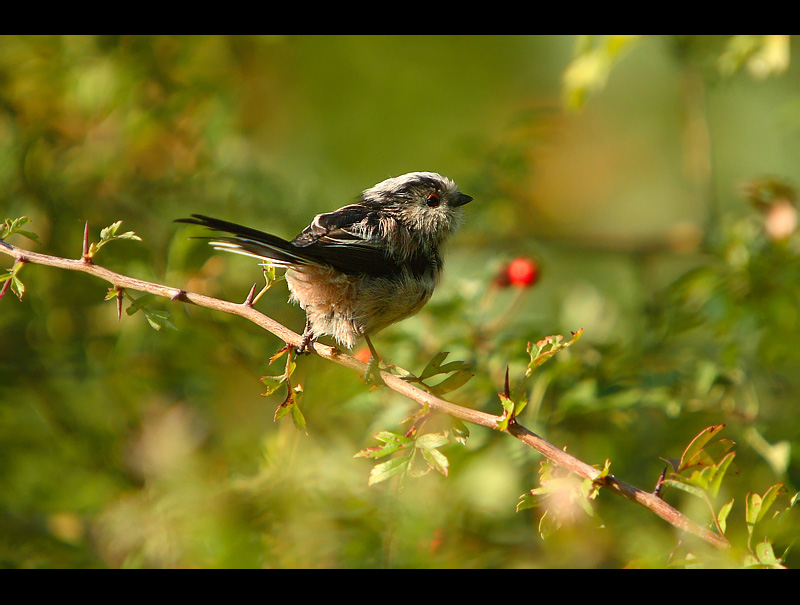 Long-tailed Tit