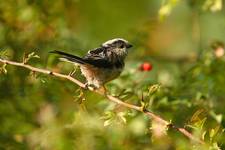 Long-tailed Tit