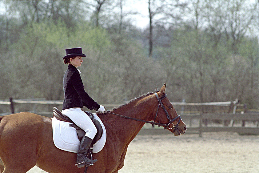 equestrian cut