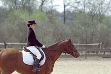 equestrian cut