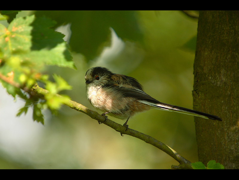 Long-tailed tit