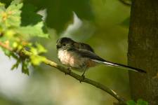 Long-tailed tit