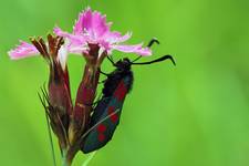 Kraśnik sześcioplamek (Zygaena filipendulae)