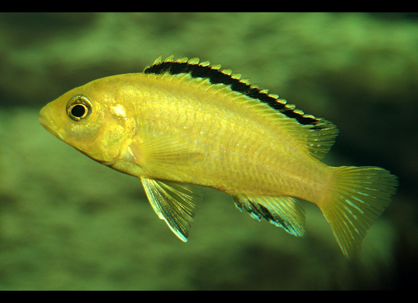 Labidochromis caeruleus