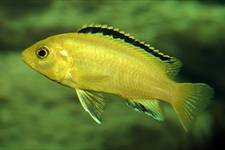 Labidochromis caeruleus