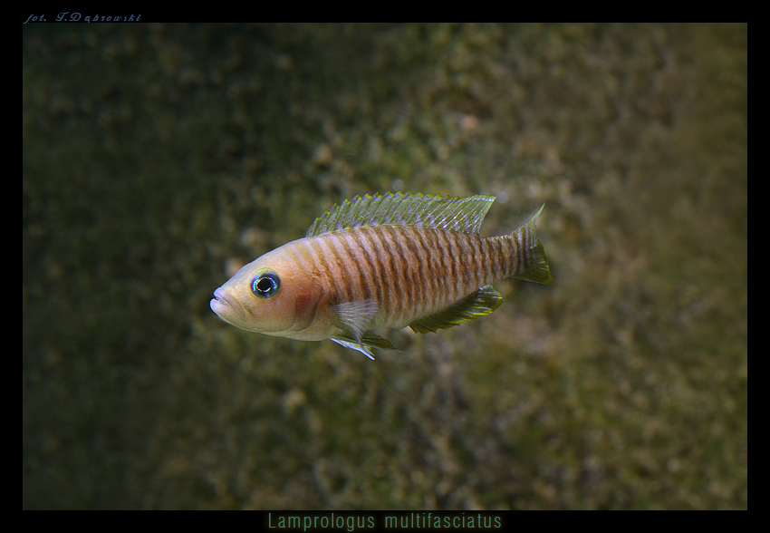 Lamprologus multifasciatus