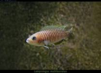 Lamprologus multifasciatus