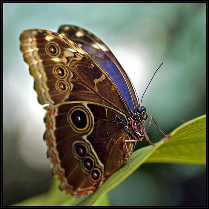 morpho