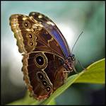 morpho