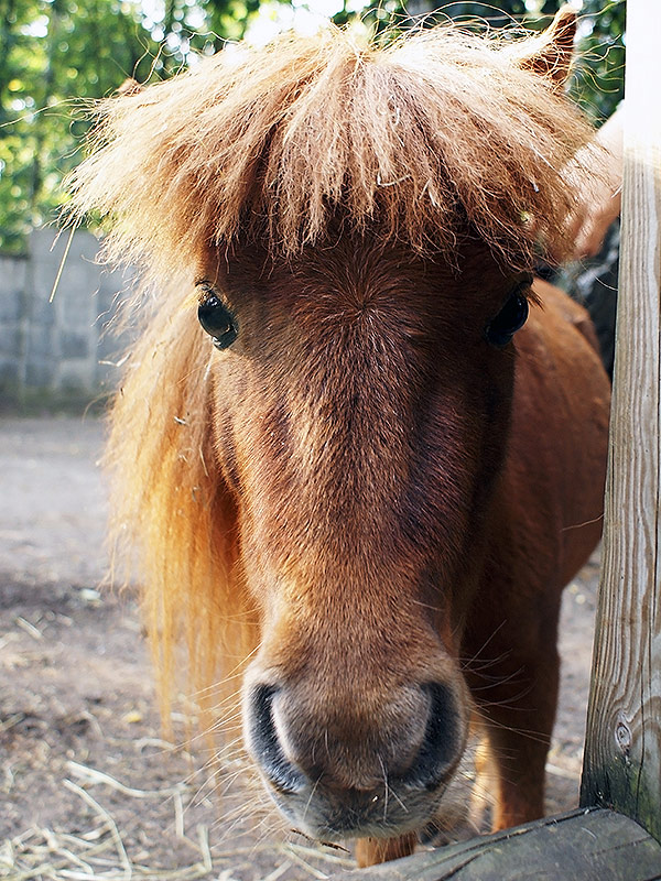 konik