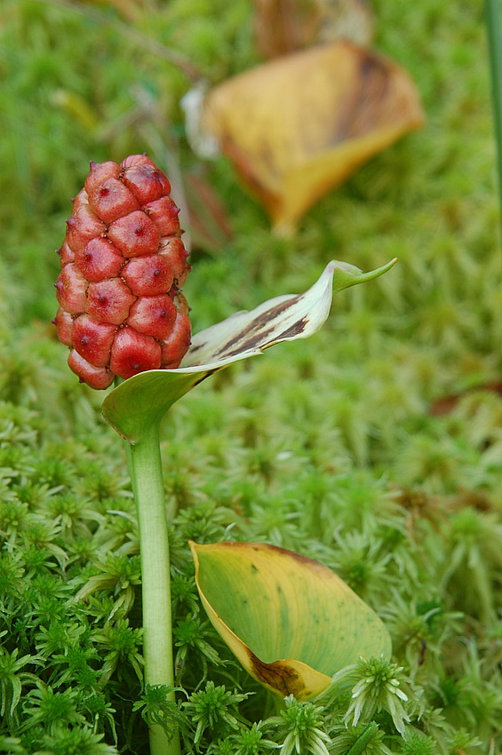 Czermień błotna Calla palustris