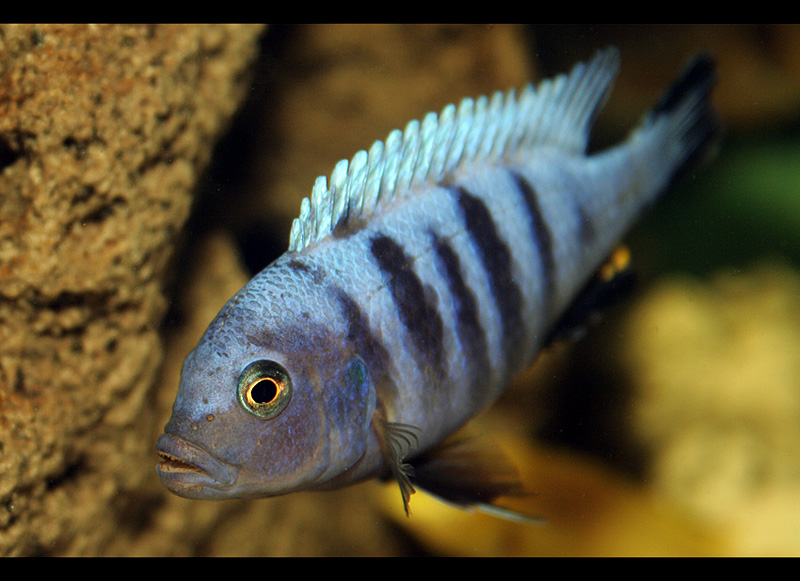 Cynotilapia afra