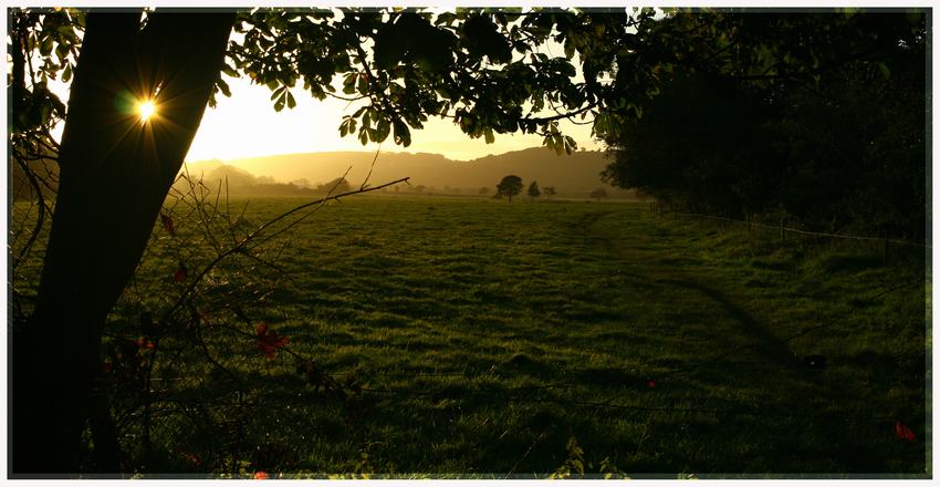 Fields of gold...