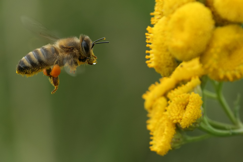 Pszczoła miodna (Apis mellifera L.)