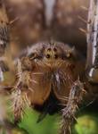 Krzyżak ogrodowy (Araneus diadematus)