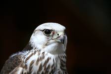 FALCON