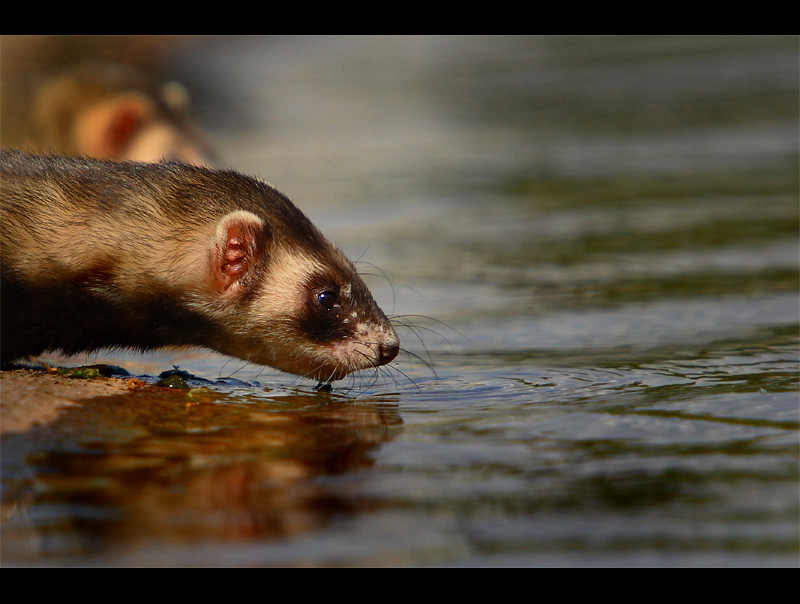 Polecat