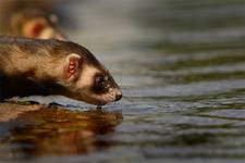 Polecat