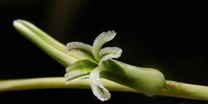 Haworthia