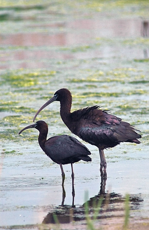 Ibis Kasztanowaty, Glossy Ibis,Plegadis falcinellus