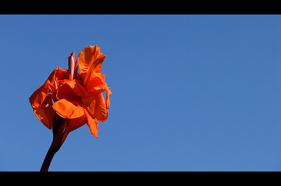 orange on blue