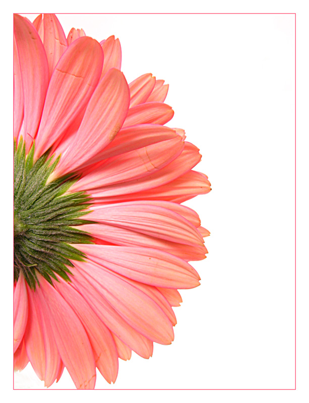 - gerbera -