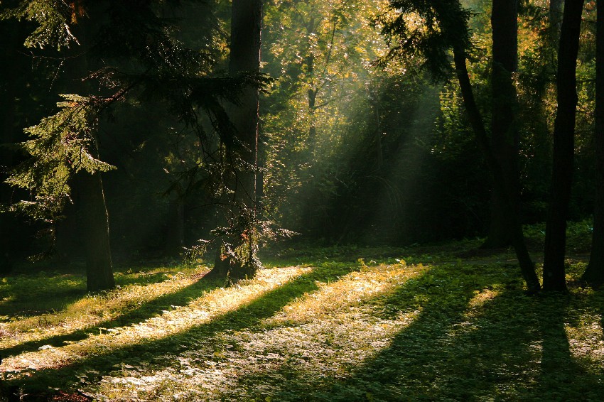 magiczny park czyli kraina puszczyka:)