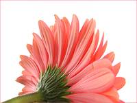 - gerbera -