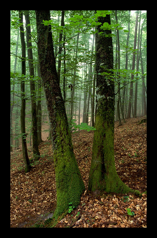 W leśnych ostępach [4] Bliżniaki