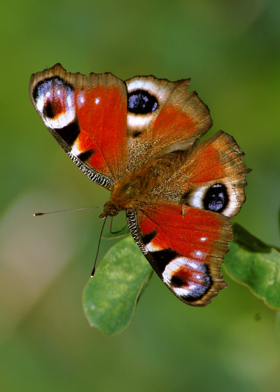 motyl ek