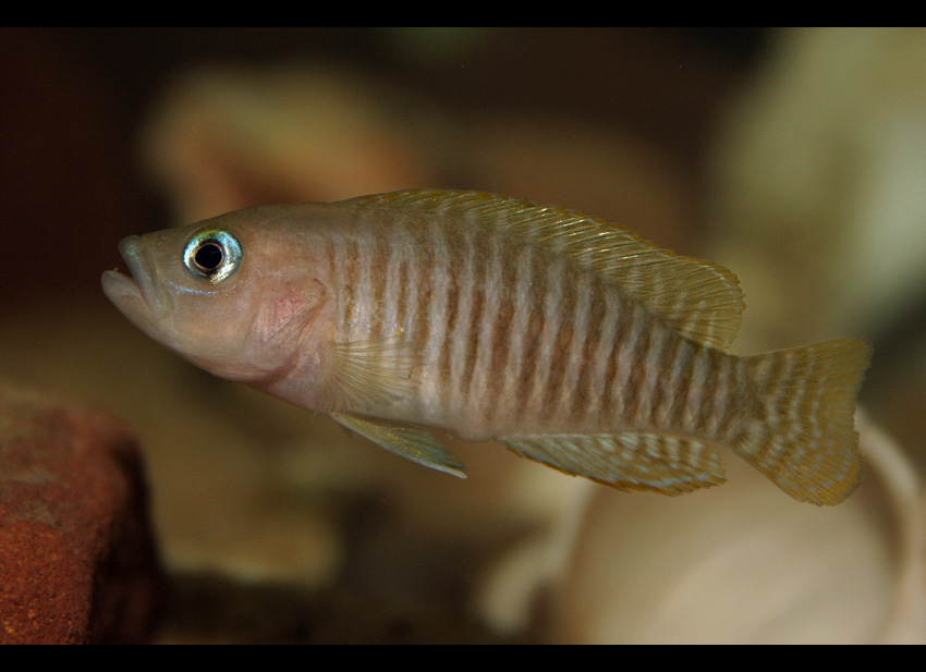 N. multifasciatus