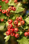 Crataegus