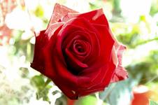 red rose