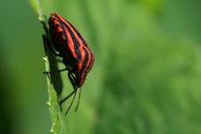 Strojnica baldaszkówka, strojnica włoska (Graphosoma lineatum)