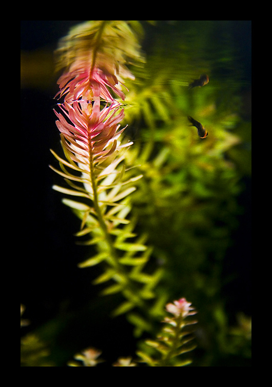 Rotala Sp. \\"Indica\\"