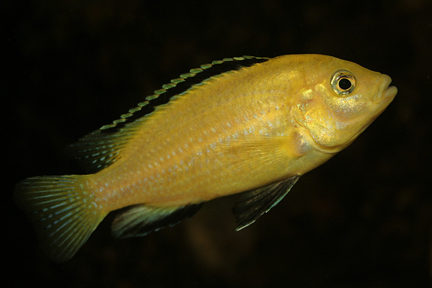 Labidochromis caeruleus