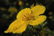 Potentilla anserina