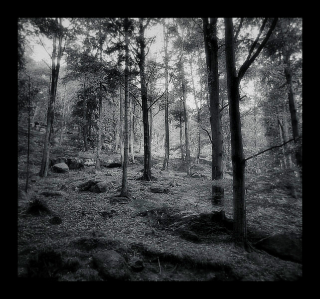 The Forest...