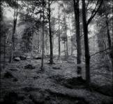 The Forest...