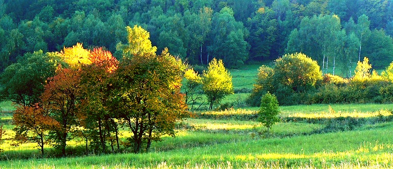 Wołtuszowskie drzewka