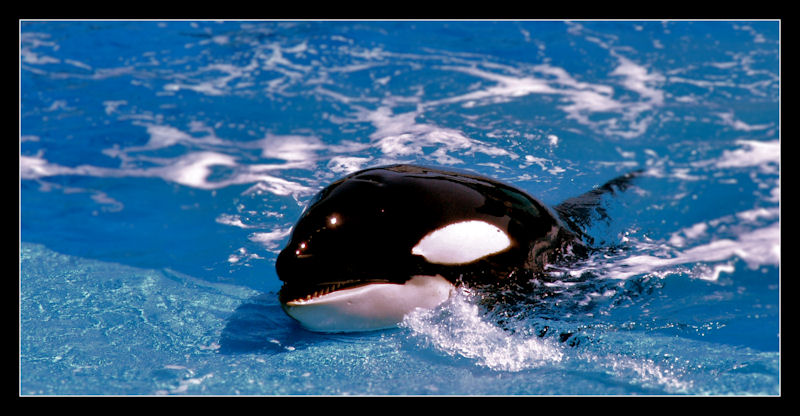 Killer Whale